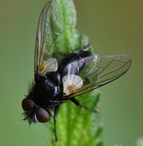Leucostoma sp.